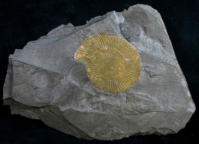 Dactylioceras Ammonite - Posidonia Shale #9710